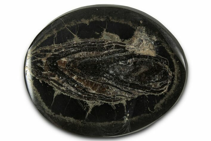 Polished Fish Coprolite (Fossil Poo) Nodule Half - Scotland #355248